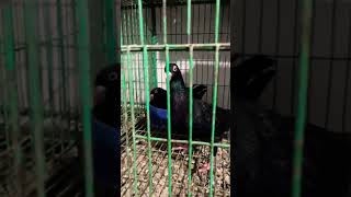 Parrot 🦜 Face Fency Pigeon Loft #shorts #shortvideo #viral