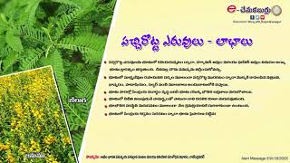 Green Mannur as fertilizers and benefits ll పచ్చిరొట్ట ఎరువులు - లాభాలు ll PJTSAU