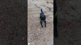 Joyful dog on beach.