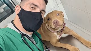 Funny Dog are Vet's Best Patient 🐶 Funniest Dog Reaction