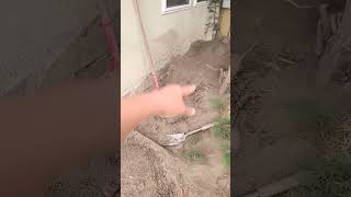 Removing tree stump