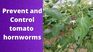 Tomato hornworm prevention tips and trick