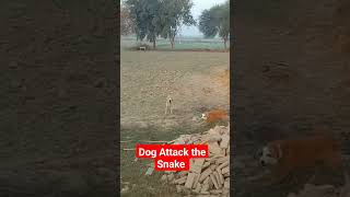 Dogs Attack the Snake #foryou #viral #youtubeshorts