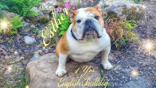 Esther | 4yr old | English Bulldog | Best Trained Dogs of Oregon | Portland OffLeash K9 Training OR