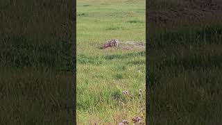 Badgers are gopher killing machines! They also leave you with huge holes in your fields.