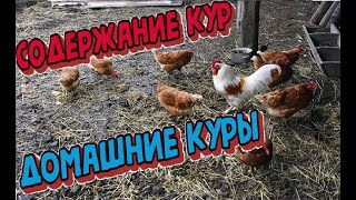 Домашние куры .#курица #куры #яйца