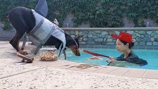 봐주는거 없는 도베르만의 혹독한 수영 수업🏊‍♀️