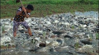 wow Amazing Fishing - Cambodia Traditional fishing - How to Catches Fish (Part 158)