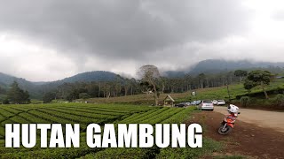 Menikmati suasana Hutan Gambung yang mencekam