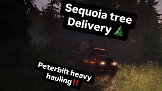 Peterbilt 379 hauling 3 Massive sequoia logs 1 by 1 through deep mud to a train!?| Snowrunner