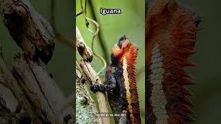 Alphabet Animal Start with the Letter I [English] : Iguana, Impala, Ibex, Indri, Imperial Moth