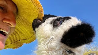 Getting dirty to stay clean. #backyardfarming #lambs, #clean, #changeyourlife, #theherbalgrammy