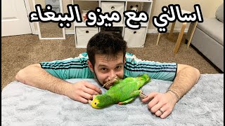 ليش اشتريت ببغاء والطيران الحر واشياء احبها واكرها ب ميزو!!