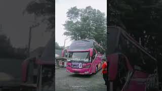 Story wa bus midas nusantara"Pinky boy"