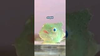 Stupid looking fish | Lumpfish | #animals #facts #ocean #shorts #lumpfish