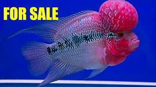 flowerhorn fish for sale in india|srd flowerhorn for sale in india|all over India delivery possible