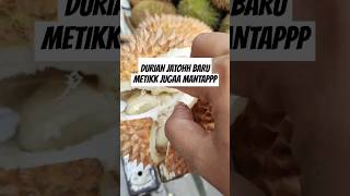 Durian jatoh #ngebolang #berburu #durian #durianindonesia #durianlovers