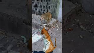 cat dance monkey funny styles