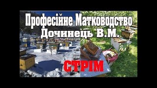 Професійне Матководство в Україні. Дочинець Василь Миколайович