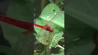 Beautiful 🌿🍃❤ #nature #beautiful #love #insects #wildlife #insect #beauty #look #watch #shorts #wow