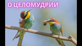 №4. О ЦЕЛОМУДРИИ. Ф.Ницше. Так говорил Заратустра