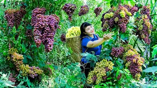 How to Harvest Grape, goes To Market Sell - Harvesting and Cooking |Tieu Vy Daily Life