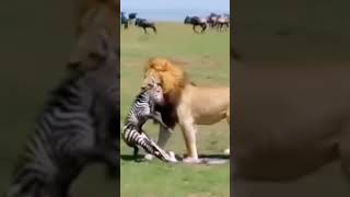 Baby zebra was killed by a male lion