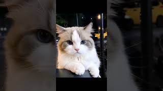 Beautiful video by cat lovers video in noty cat big fan with camera 📸📸 #catblogger #catworld