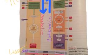 Biol 107 Tutorial Compare Photosyn CellRespiration