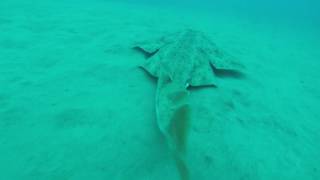 Angel Shark Hiding in the Sand