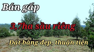 Đất vườn sầu riêng Đắk Nông/3,7ha Giá Rẻ Đường Đi Thuận Tiện