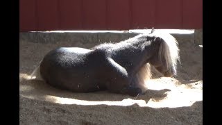 DONKEY Reading Practice (NO VERBAL CUES)