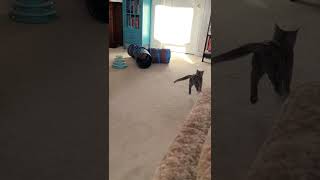 Kitten Playing With Stuffed Monkey Toy #shorts