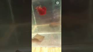 #betta #red #youtuber #youtube #subscribe #support #shortsvideo #shorts #short #youtubechannel