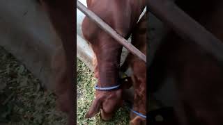 #jersey #sahiwal #breeding #animals #animallover #cow #viral #trending #shorts