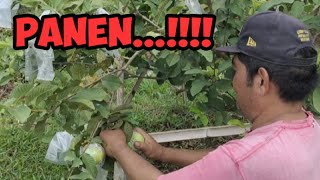 Jambu Kristal Panen Setiap Minggu👍🏻