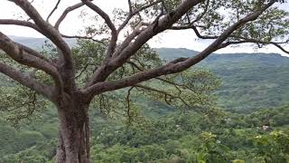 The shirt of the soil,the greens,.Haflong,only hill station in Assam,India.