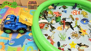 SEA ANIMALS TRUCK FOR TODDLERS: FEATURING RED GURNARD, BLACKTIP SHARK, PORCUPINEFISH, AND MORE