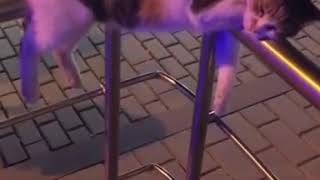 Cat Sleeping On A Pole