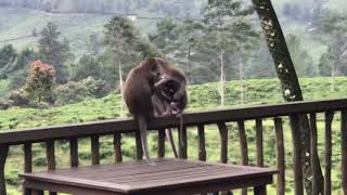 Monyet gotong royong mencari kutu