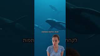 השפה הסודית של הלווייתנים 🐋