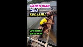 panen ikan nila di keramba | omsetnya  bikin kaya #shorts