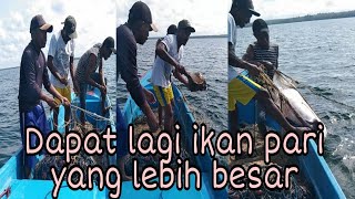 ikan pari besar#shorts