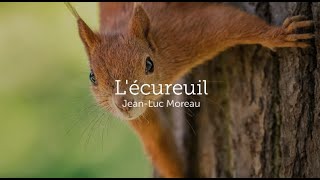 L'écureuil, Jean-Luc Moreau