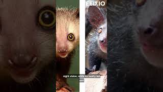 Infos About Aye-Aye | Short Info