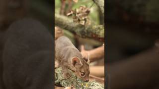 Fossa are Carnivores Mammals #fossa #animals #facts #wildlife #monkey