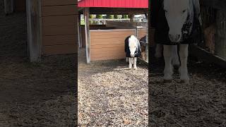 Horse is in the cold #horses #animal #animals #toronto #trending #viral #shortsviral #vlog