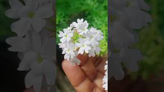 लगाया क्या 😀/सालों साल चलने वाला verbena plant