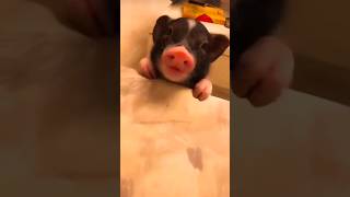 adorable piggy