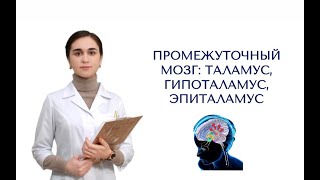 Промежуточный мозг. Строение и функции. Таламус и его ядра. Гипоталамус.